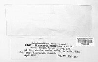 Massarina eburnea image